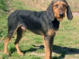 chien_courant_italien_a_poil_dur_20211129_1756093584